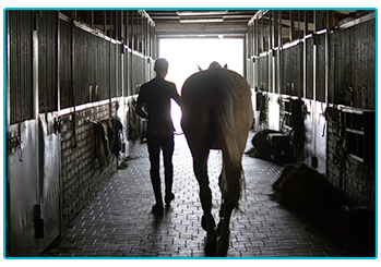 Horse with degenerative joint disease