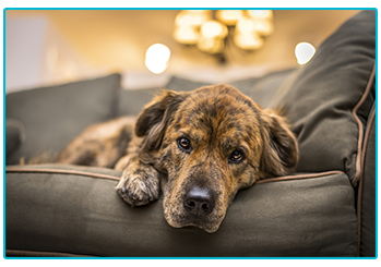 How to reduce stress in your dog - dog relaxes on sofa