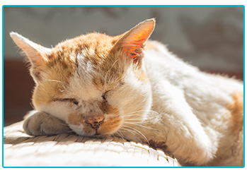 How to care for your geriatric cat - sleeping cat