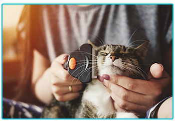 How to care for your geriatric cat - grooming cat