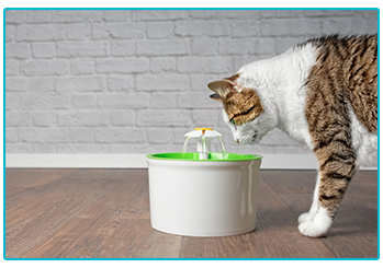How to care for your geriatric cat - cat water fountain