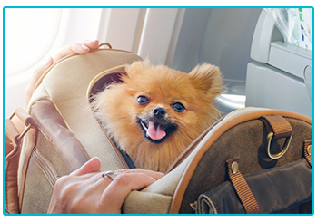 Travelling with dog - happy Pomeranian in bag