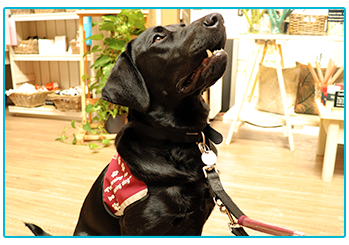Checking in on Kai and Otis: our Sponsored Hearing Dogs Puppies! Kai looking up at owner. 