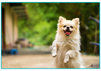 How to communicate with your dog.
