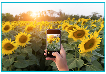 How to get amazing shots for Instagram on your phone! - capturing a field of sunflowers. 
