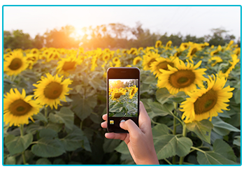 How to get amazing shots for Instagram on your phone! - capturing a field of sunflowers.