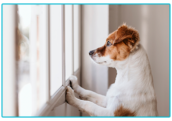 Separation Anxiety - Jack Russell Terrier looks out of window