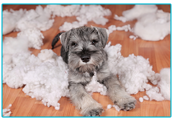 Separation Anxiety - Schnauzer puppy has destroyed cushion