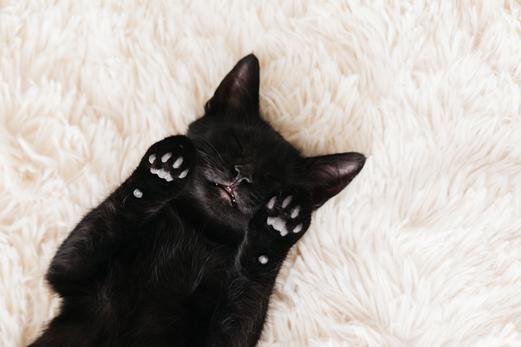 Reasons to adopt a black cat - black kitten laying on rug
