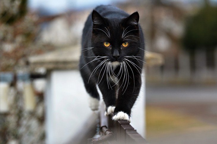 Reasons to adopt a black cat - black cat on the prowl