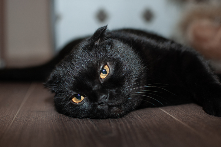 Reasons to adopt a black cat - black cat laying on floor
