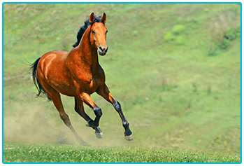 How to choose the right horse - brown horse gallops in a field