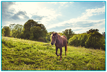 How to choose the right horse - brown horse in a sunny field