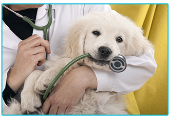 Things you pet insurance might not cover - puppy at the vets