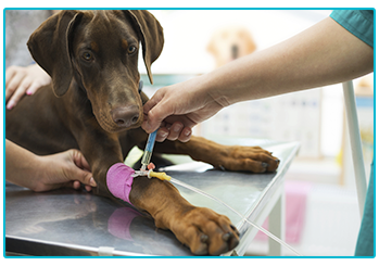 Things you pet insurance might not cover - dog receiving injection in leg