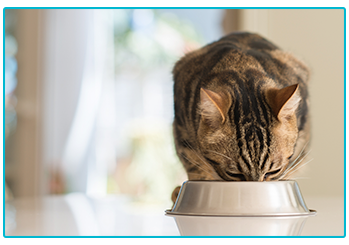 How to give your pet medication - cat eating