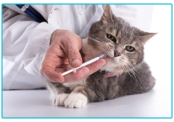 How to give your pet medication - cat being given medication through syringe.