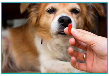 How to give your pet medication - dog looks suspiciously at pill. 