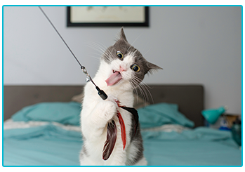 7 ways to make your pet famous on Instagram!
