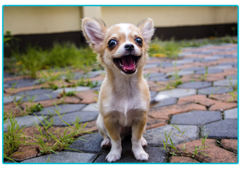 7 ways to make your pet famous on Instagram!