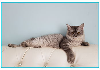 7 ways to make your pet famous on Instagram!