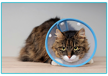 What to do if you need a vet in an emergency. Cat with cone.