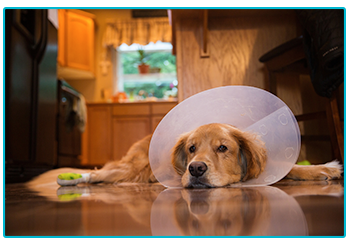 What to do if you need a vet in an emergency. Dog with cone.