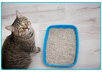 Urinary obstruction in cats and dogs. Cat next to litter tray.