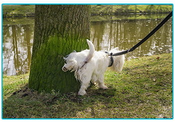 Urinary obstruction in cats and dogs. Dog on lead urinating.