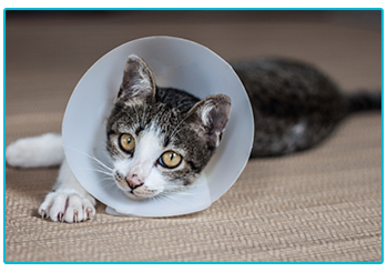 Urinary obstruction in cats and dogs. Cat with cone.