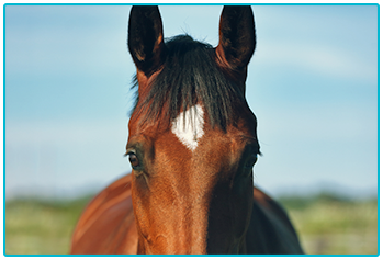 Equine Passports - head of chesnut horse