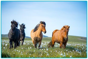 Equine passports - horses in a field