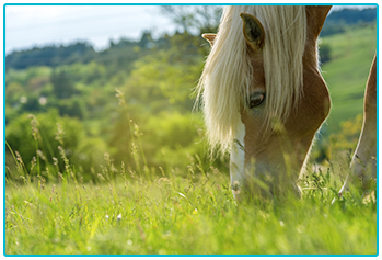 equine passports - horse eating grass in pasture