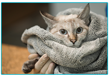 Keep your Cat Safe from Antifreeze Poisoning - cat wrapped up in towel