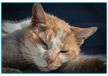 Keep your Cat Safe from Antifreeze Poisoning - sleeping cat