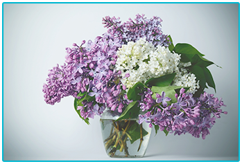 choosing seasonal wedding flowers - scented lilac in spring