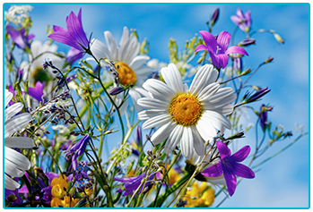 Choosing seasonal wedding flowers - summer wildflowers