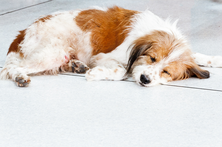 Common illnesses in dogs - dog sleeping on floor