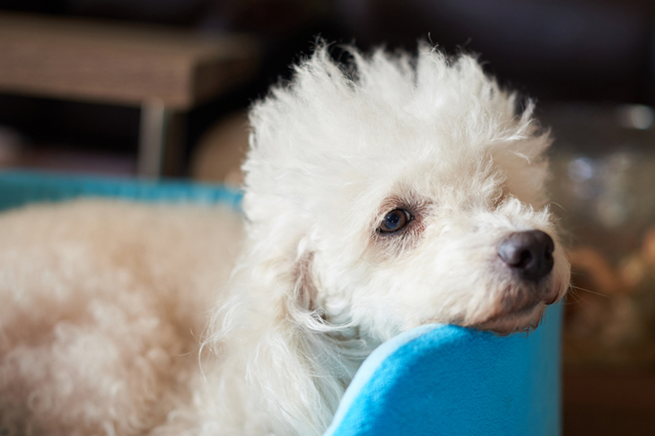 Common illnesses in dogs - sick poodle