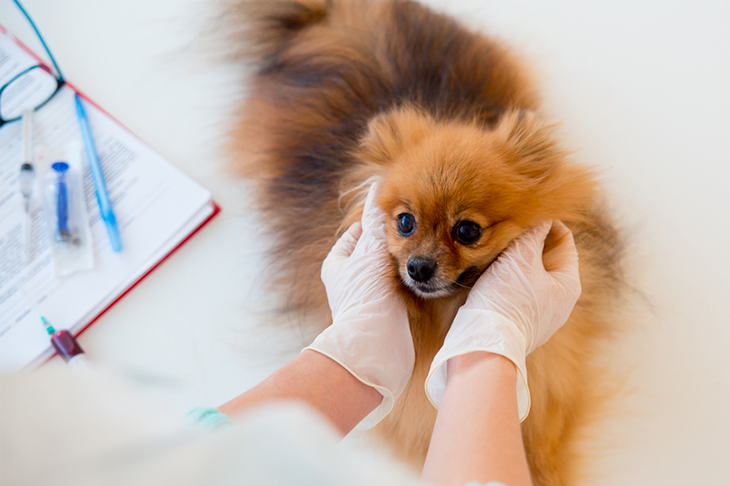 Common illnesses in dogs - Pomeranian receives treatment