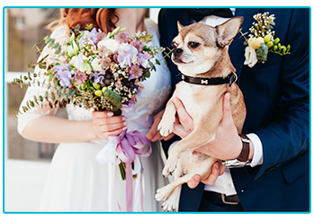 Wedding trends - bride and groom bring dog to their wedding