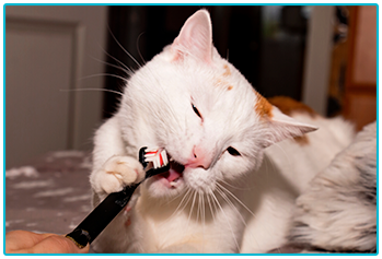 How to clean your pet's teeth - white cat chewing toothbrush