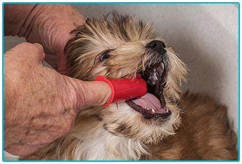 How to clean your pet's teeth - cleaning a small dog's teeth with a finger brush