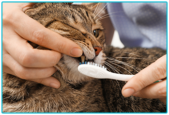How to clean your pet's teeth - cleaning a cat's teeth