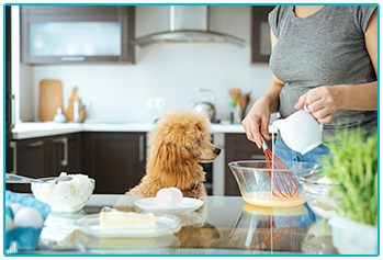 Is it safe for pets to eat pancakes? - poodle watches woman make pancakes