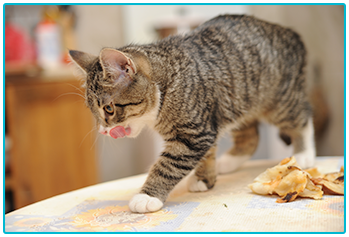 Is it safe for pets to eat pancakes? - cat has stolen pancakes