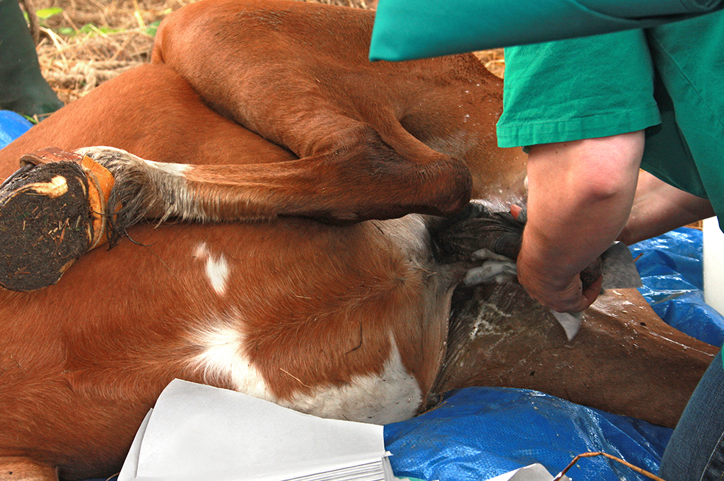 Castration in horses
