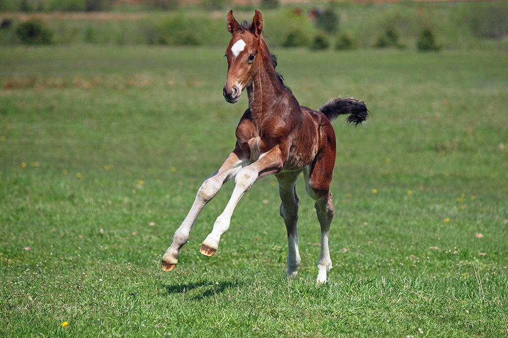 Castration in Horses