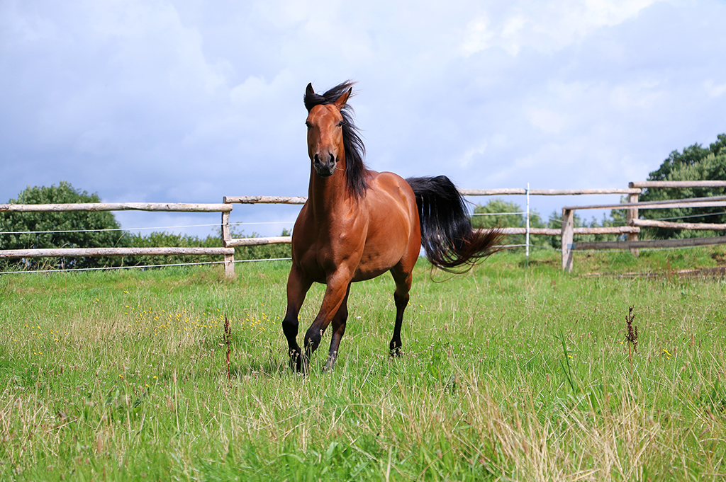 Castration in horses