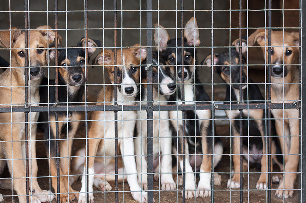 Lucy's Law puppies behind cage